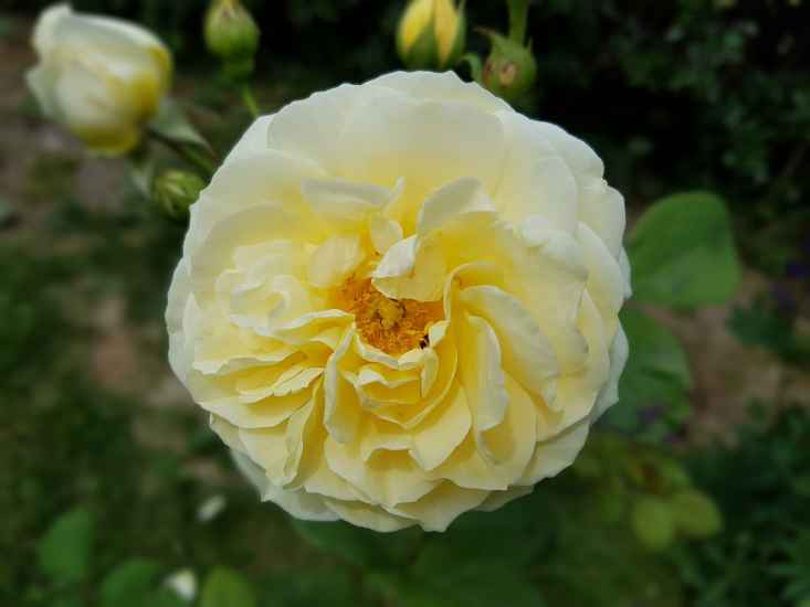 Englische/Historische Rose in div. Farbnuancen